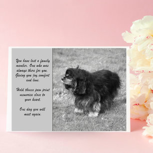 Cavalier King Charles Sympathy Greeting Card