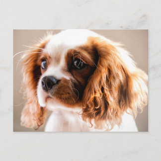 Cavalier king postcard