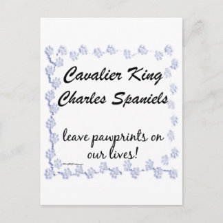 Cavalier Pawprints Postcard