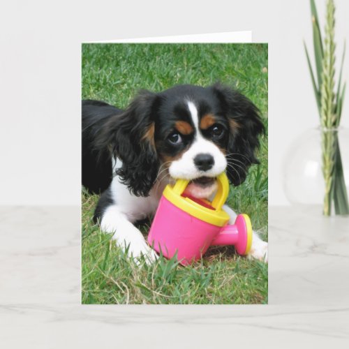 Cavalier Pup Card