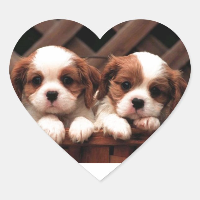 Cavalier Puppies Heart Sticker (Front)