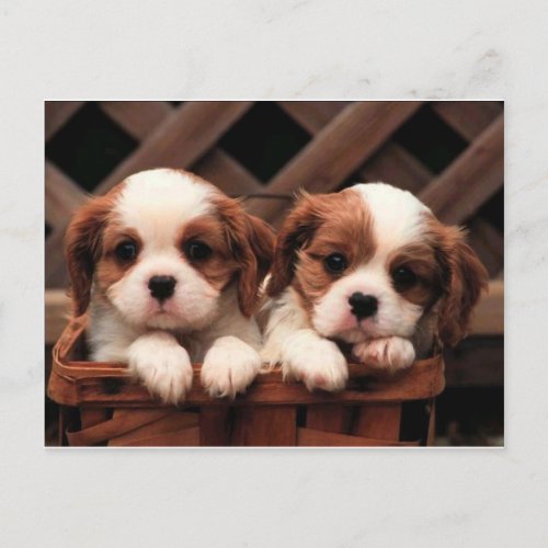 Cavalier Puppies Postcard