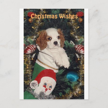 Cavalier Puppy In Christmas Stocking Holiday Postcard