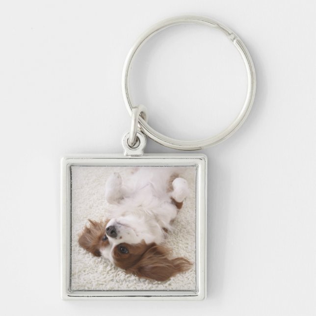 Cavalier showing belly keychain (Front)