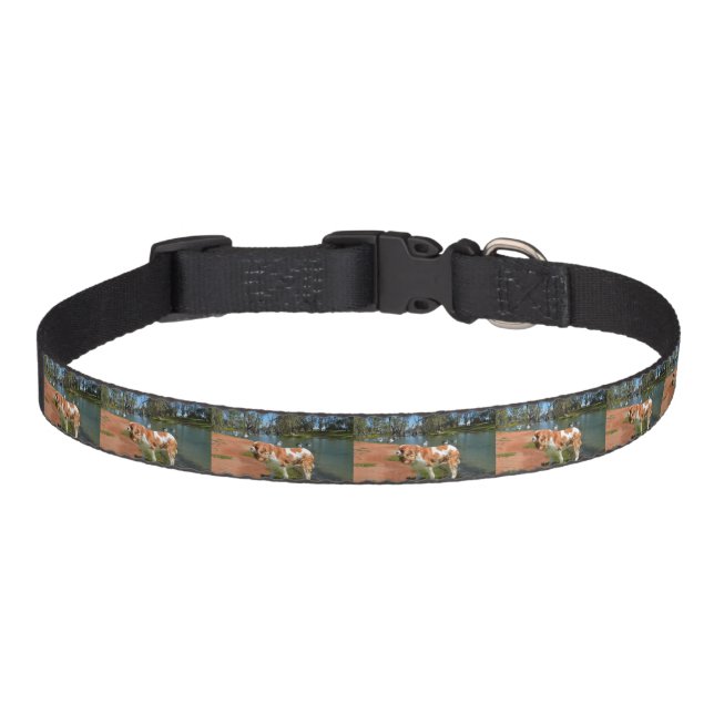 Cavalier Spaniel And Pelicans,  Pet Collar (Front)