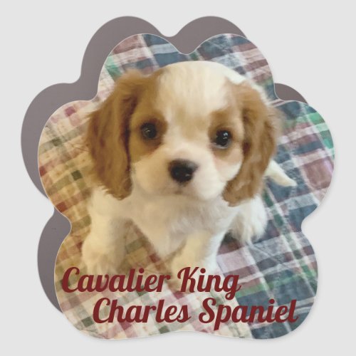 Cavalier Spaniel Puppy Car Magnet