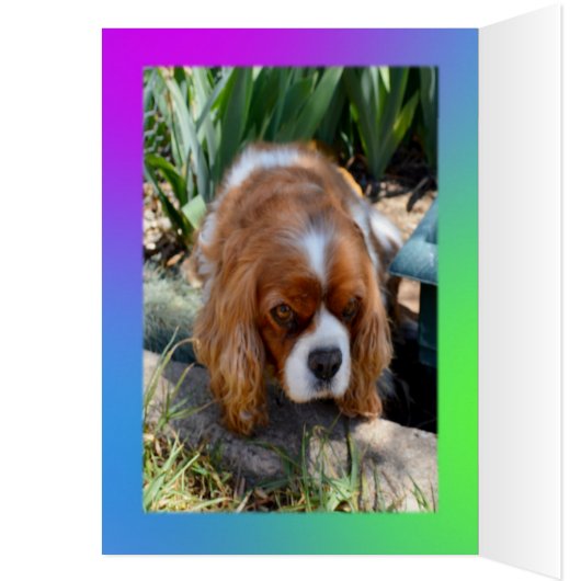 Cavalier Spaniel Wish I Could Be There Burthday (Inside (Left))