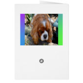 Cavalier Spaniel Wish I Could Be There Burthday Cards (Back)