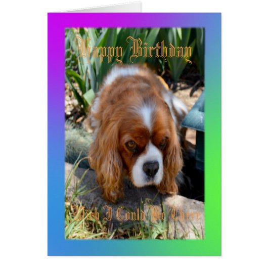 Cavalier Spaniel Wish I Could Be There Burthday Cards (Front)