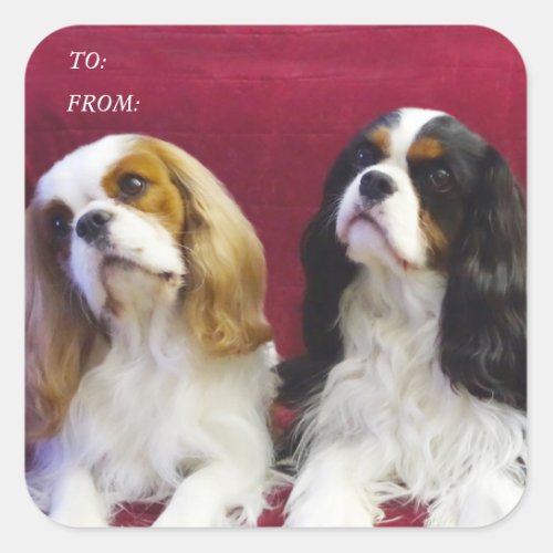 Cavalier Spaniels Gift Tag Stickers
