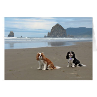 Cavaliers @ Cannon Beach, Oregon Cards
