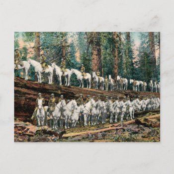 Cavalry Troop On Redwood Tree Vintage Postcard by vintageamerican at Zazzle