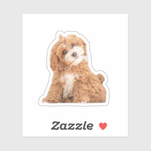Cavapoo Cavoodle Cockerpoo Puppy Designer dog Sticker