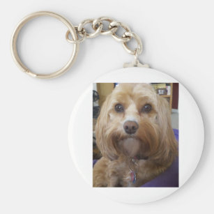 cavapoo accessories