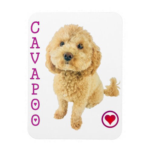 Cavapoo Puppy Dog Poodle Cross Noodle Super Cute Magnet