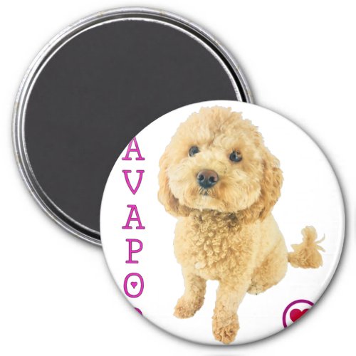 Cavapoo Puppy Dog Poodle Cross Noodle Super Cute Magnet