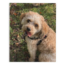 Cavapoo puzzle