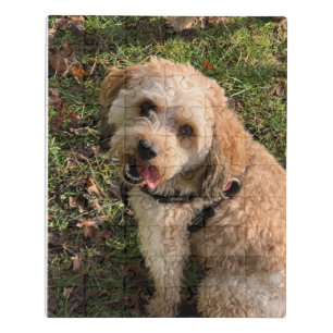 Cavapoo puzzle