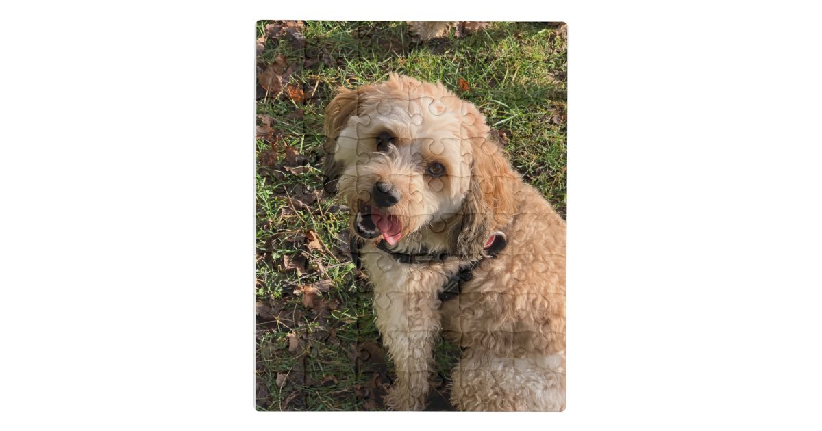 Cavapoo Dog - Jigsaw Puzzle