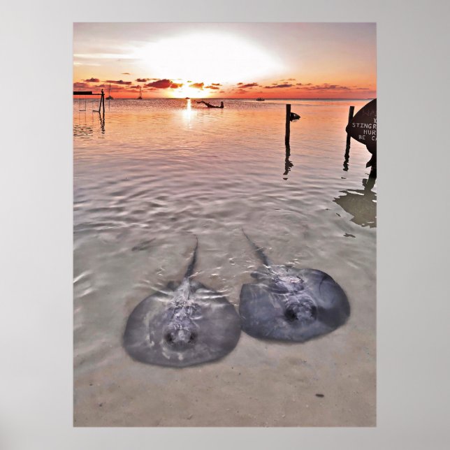 Caye Caulker Stingray Sunset Poster (Front)