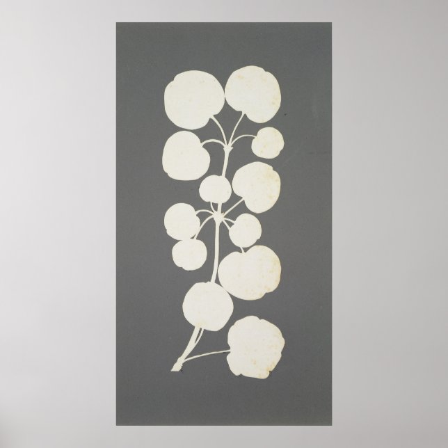 Cayenne Pepper Poster (Front)