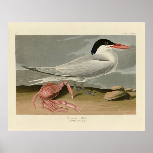 Cayenne (Royal) Tern - Audubon's Birds of America Poster (Front)