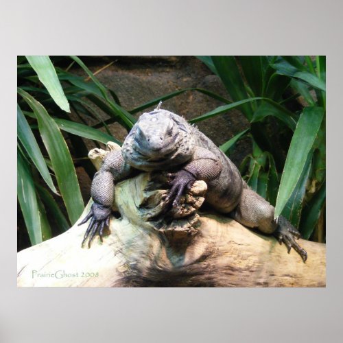 Cayman Blue Iguana Poster