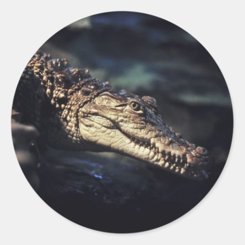 Cayman crocodile sticker