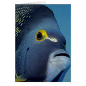 Cayman Islands, French Angelfish Pomacanthus (Front)