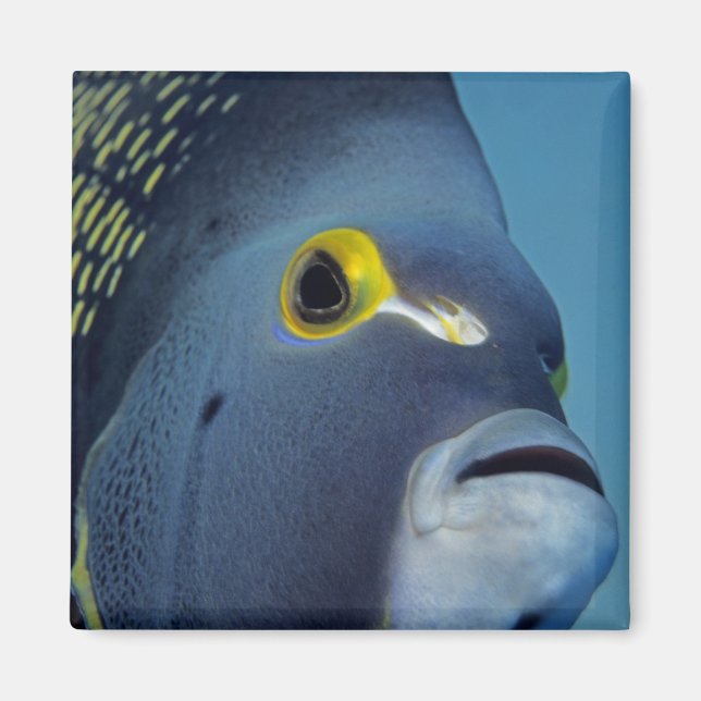 Cayman Islands, French Angelfish Pomacanthus Magnet (Front)