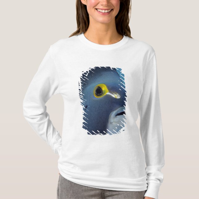 Cayman Islands, French Angelfish Pomacanthus T-Shirt (Front)