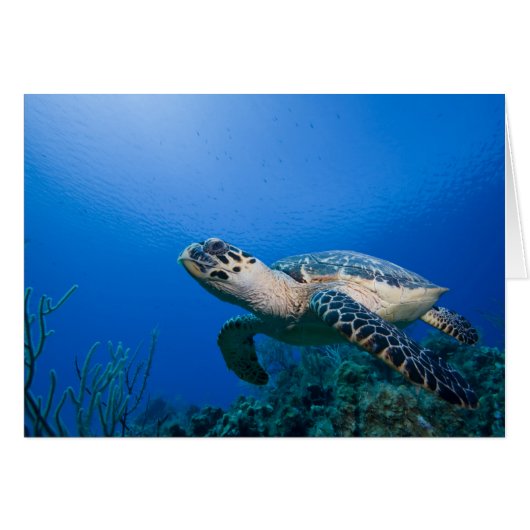 Cayman Islands, Little Cayman Island, Underwater 2 (Front Horizontal)