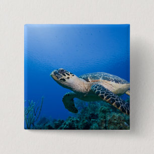 Cayman Islands, Little Cayman Island, Underwater 2 Button