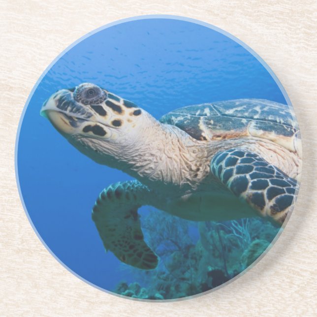 Cayman Islands, Little Cayman Island, Underwater 2 Drink Coaster (Front)
