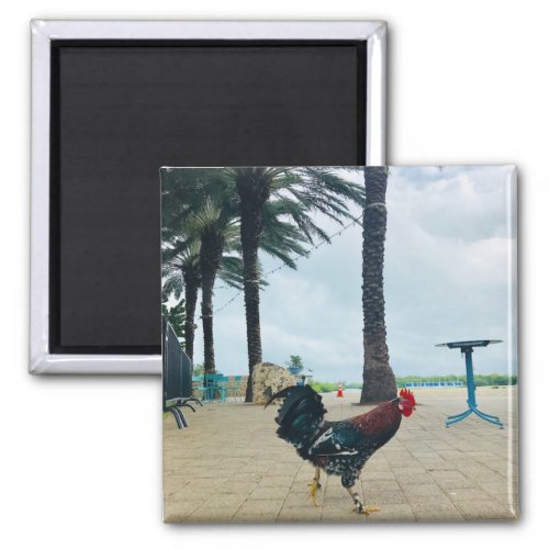 Cayman Rooster Photography Magnet