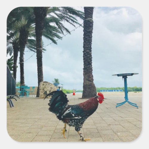 Cayman Rooster Photography Square Sticker
