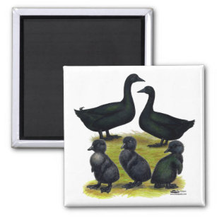 Cayuga Duck Family Magnet
