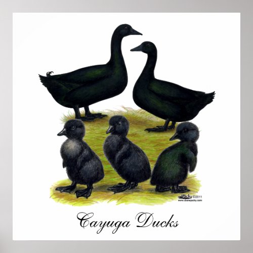 Cayuga Duck Family Poster