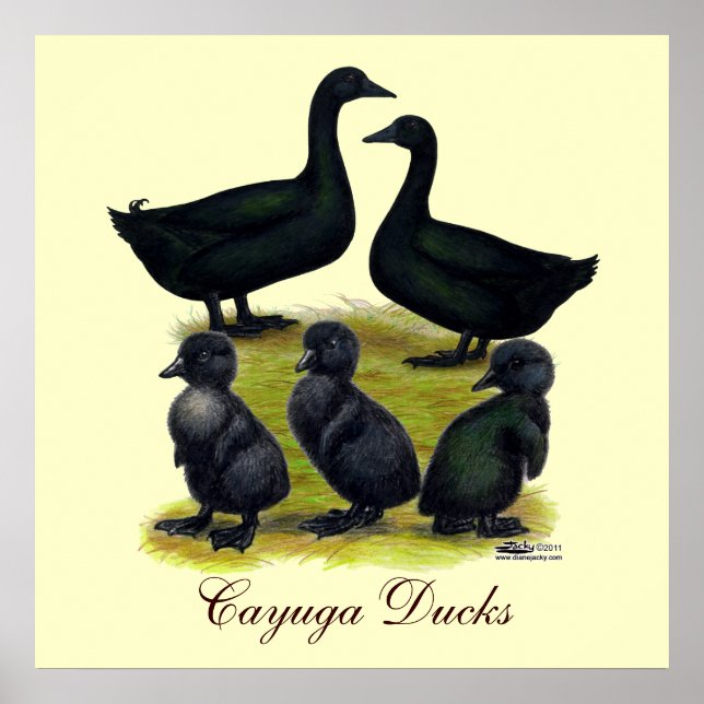 Cayuga Duck Family Poster (Front)