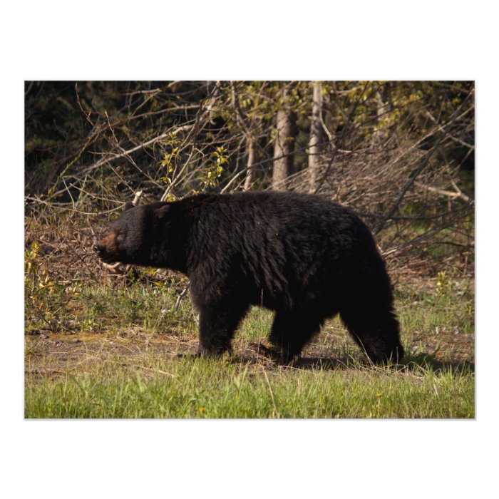 CBB Chubby Black Bear Photo