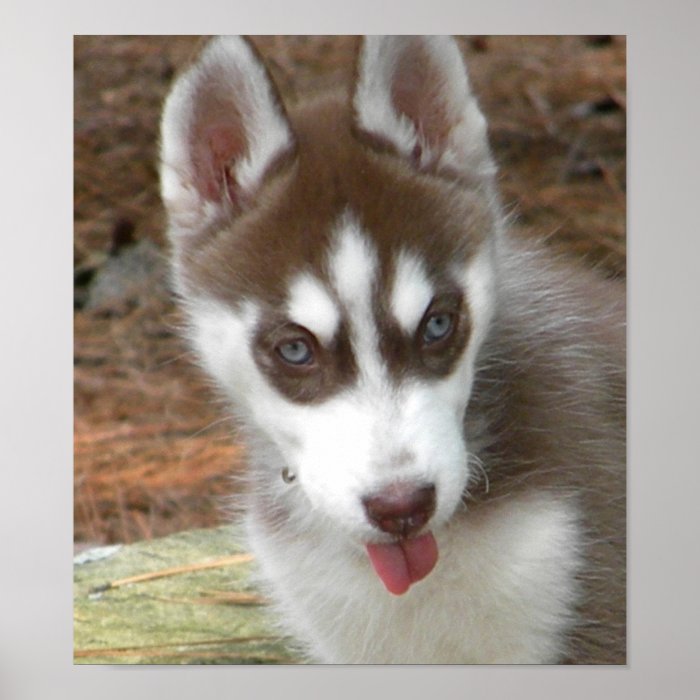 CC  Siberian Husky Puppy Poster