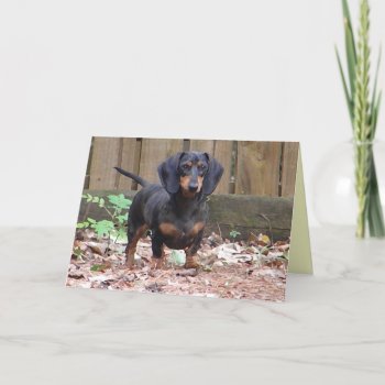 Cc - 'we Miss You' Dachshund Card by patcallum at Zazzle