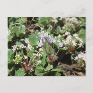 Ceanothus prostratus postcard