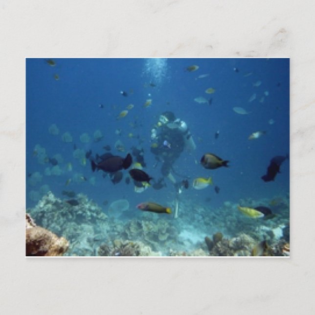 Cebu Diving.jpg Postcard (Front)