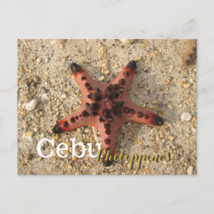 Cebu Philippines Tiger Starfish Postcard