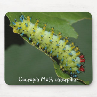 Cecropia Moth caterpillar Mouse Pad