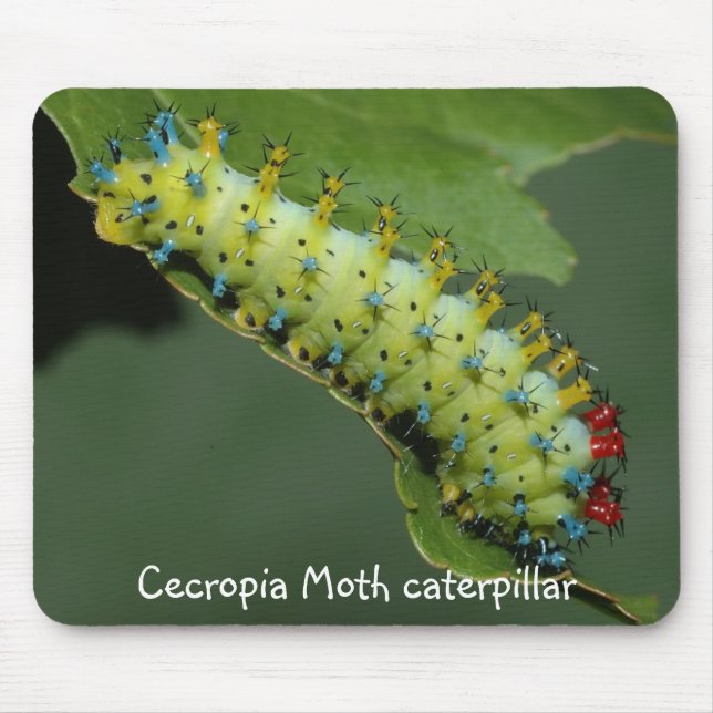 Cecropia Moth caterpillar Mouse Pad (Front)