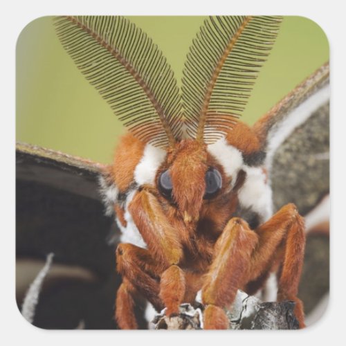 Cecropia Moth Hyalophora cecropia adult Square Sticker