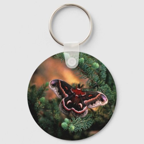 Cecropia moth keychain