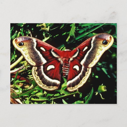 Cecropia moth postcard